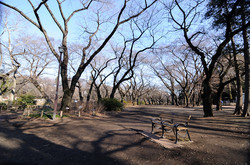 井の頭公園.jpg